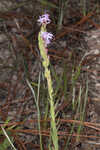 Chapman's blazing star